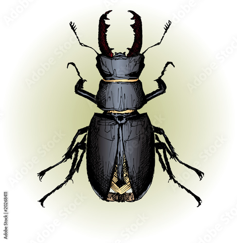 Lucanus cervus (Stag beetle)