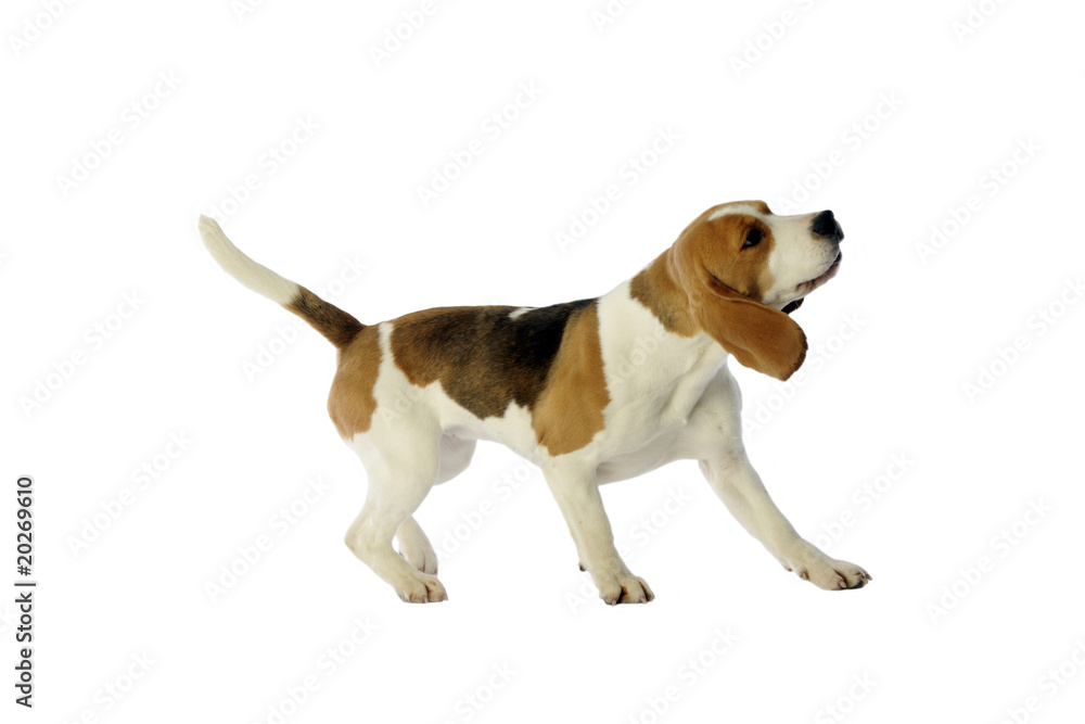beagle tournant la tête et attirant l'attention
