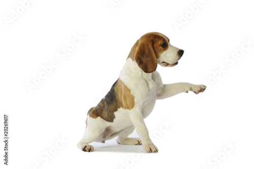 beagle donnant la patte pour demander quelque chose