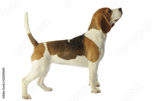 beagle de profil en position standard