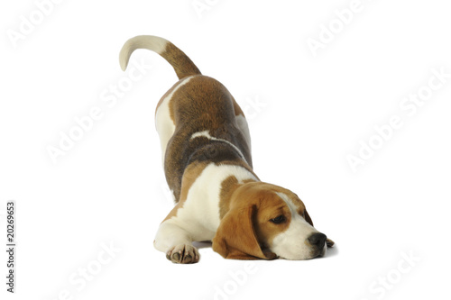 posture amusante d'un beagle ayant envie de jouer photo