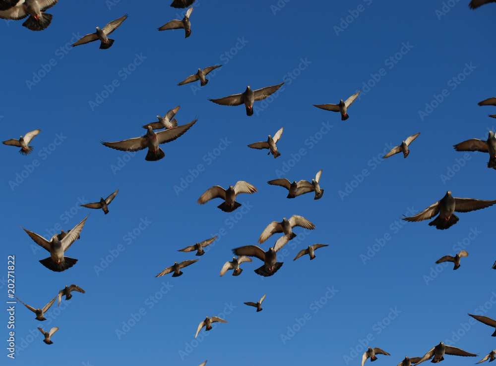 Flock of Pigeons Flock of Pigeons