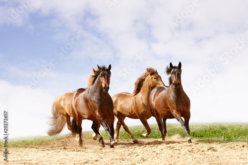 Fototapeta Naklejka Na Ścianę i Meble -  horses run