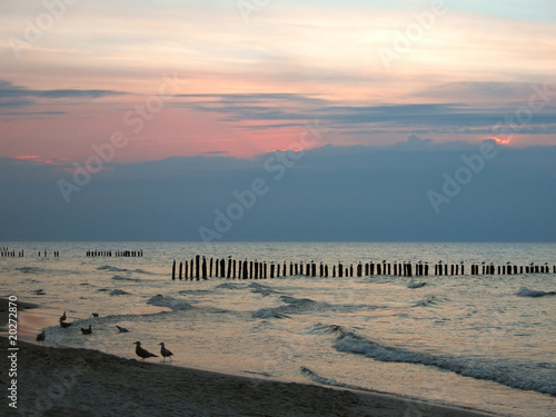 Sea gulls on the beach - at evening