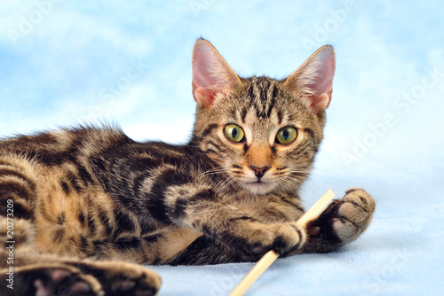 Tabby kitten playing