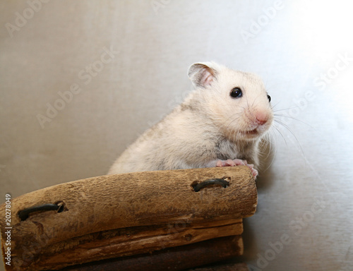 Hamster