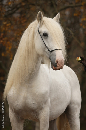 White percheron horse