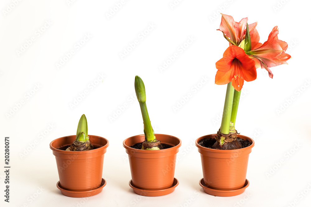 Amaryllis Amaryllis