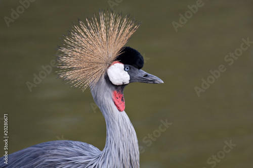 Southern Crowned Crane photo