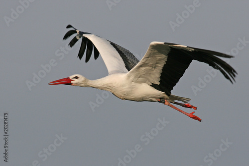 Weißstorch fliegend