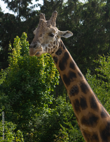 Photography giraffe