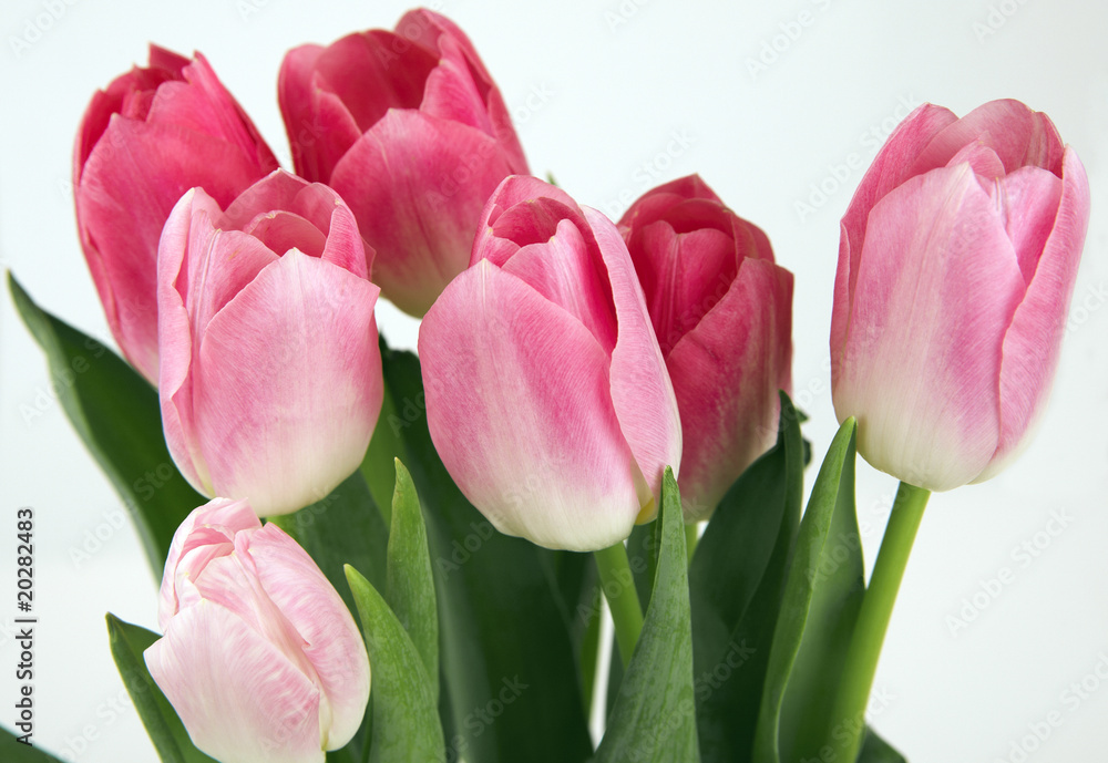 Fototapeta premium Rosa Tulpen