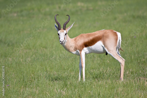 Springbuck