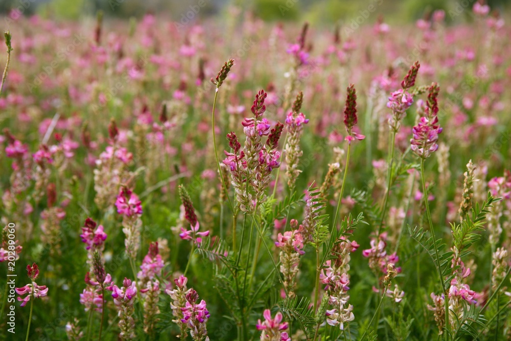 Beautiful Vicia Tinctoria pink flower used for natural dye Beautiful Vicia Tinctoria pink flower used for natural dye