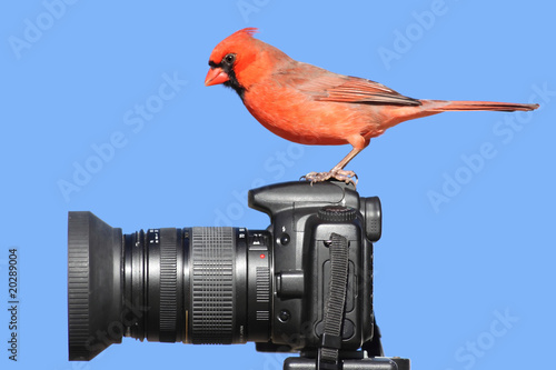Cardinal On A Camera