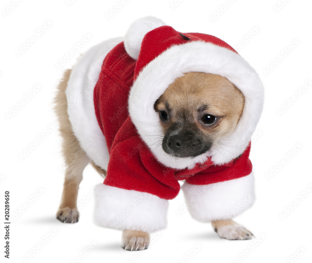 Chihuahua puppy in Santa Claus suit, 4 months old, standing