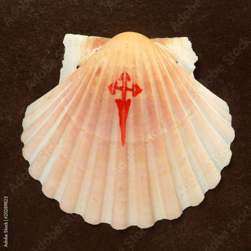 concha vieira camino de santiago