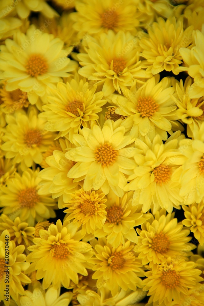 Background yellow daisy many flowers Background yellow daisy many flowers
