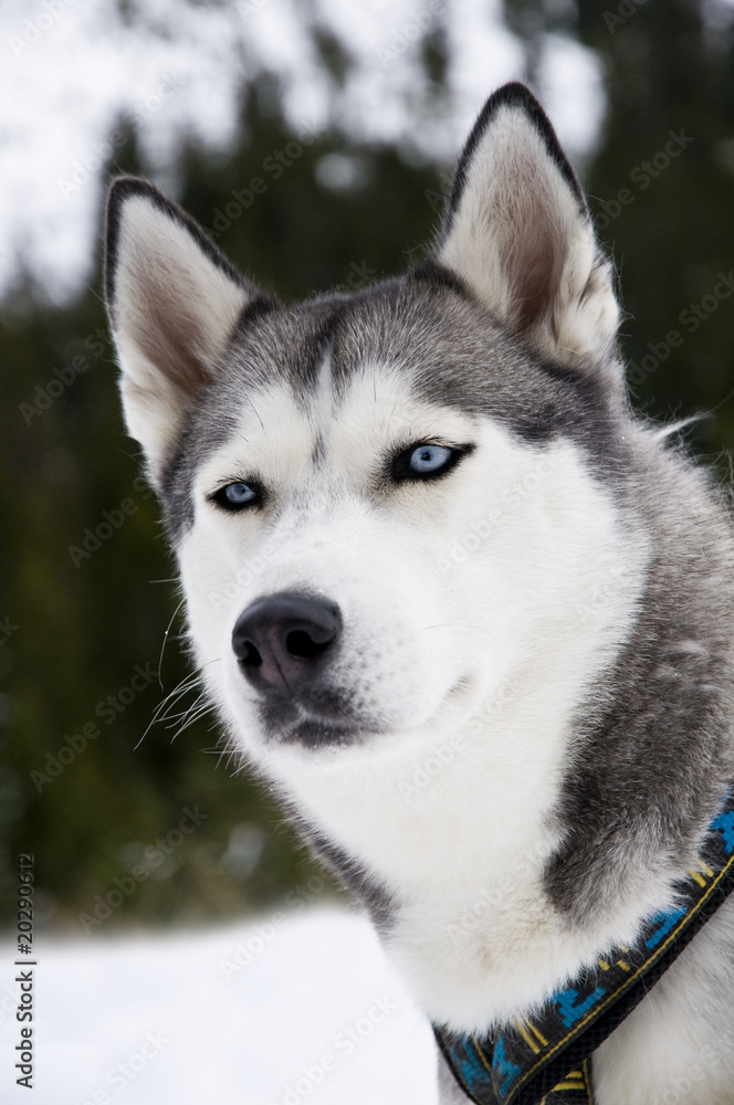 Alaska Husky Portrait Alaska Husky Portrait