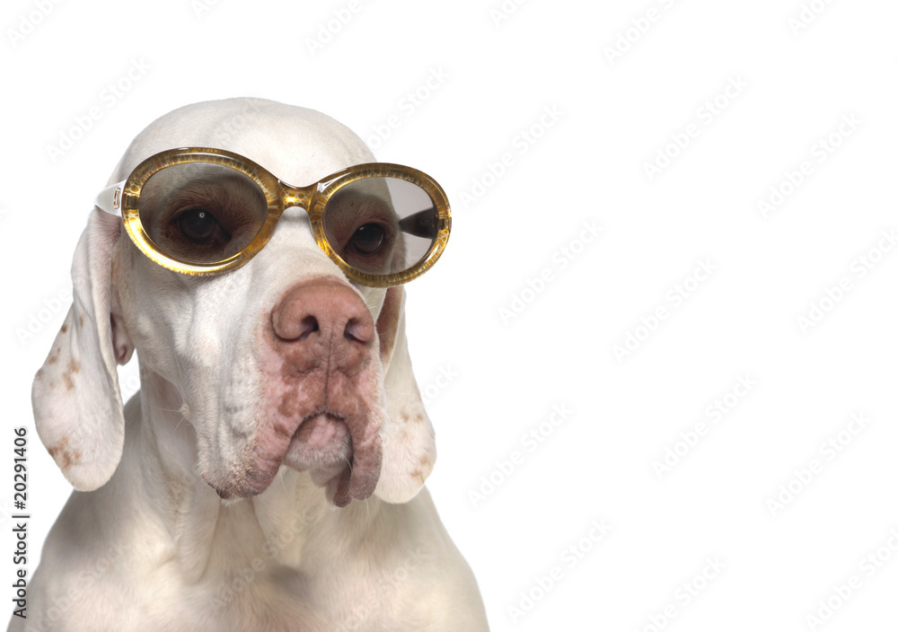 Modischer Hund Modischer Hund