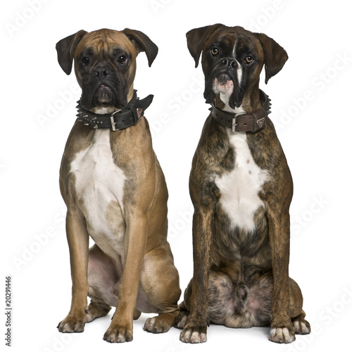 Two Boxer dogs, sitting in front of white background