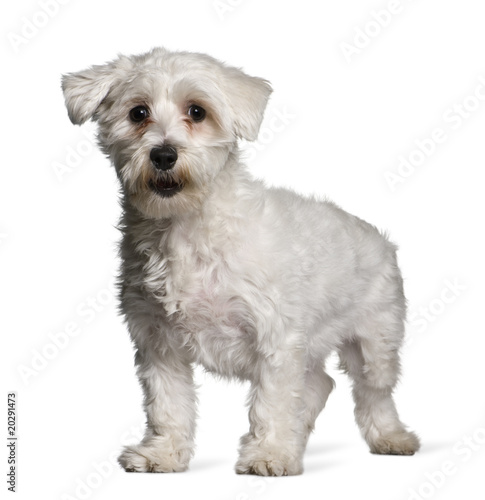 Maltese dog, 1 year old, standing in front of white background