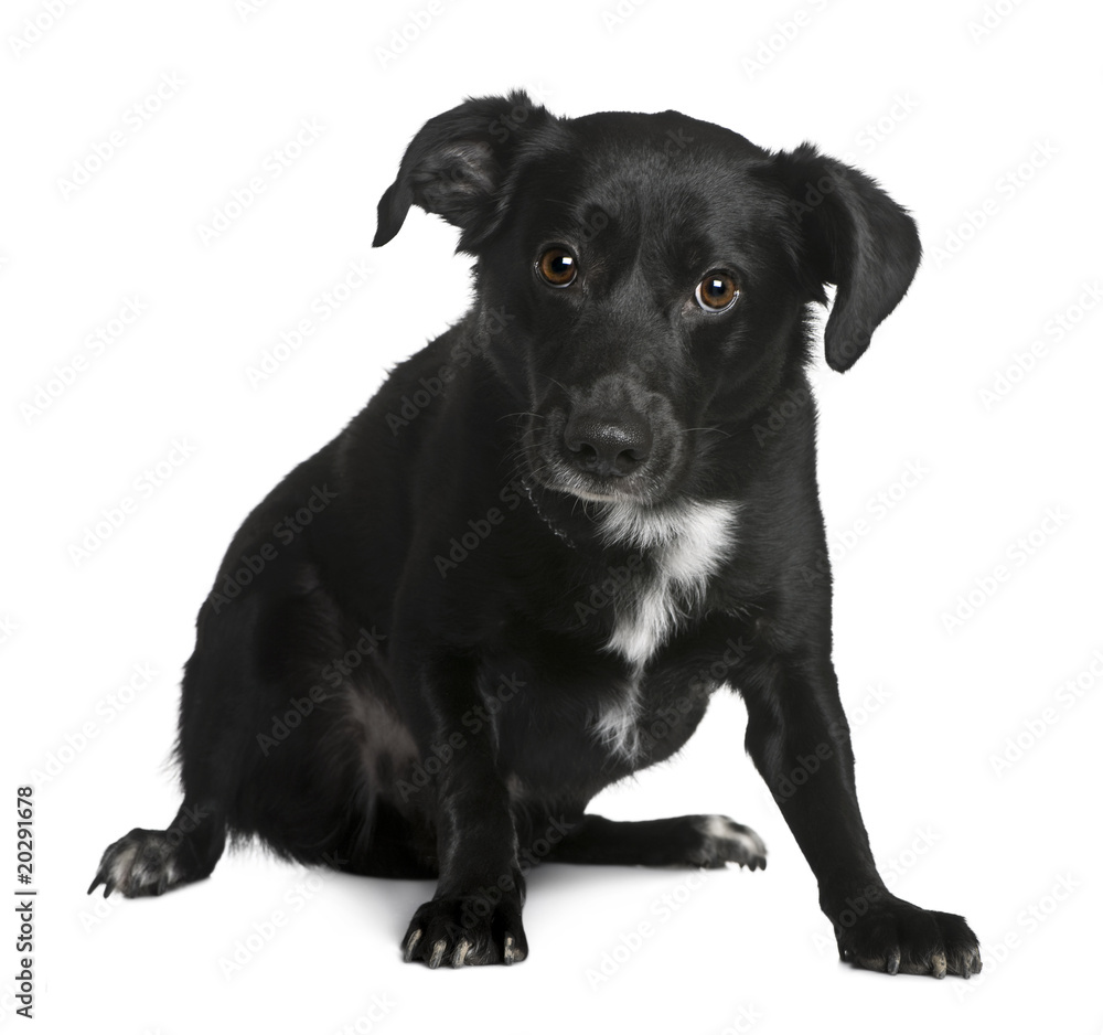 Crossbreed dog sitting in front of white background Crossbreed dog sitting in front of white background
