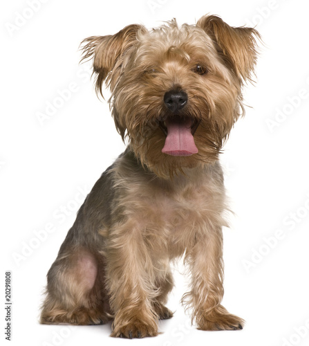 Yorkshire terrier, sitting in front of white background