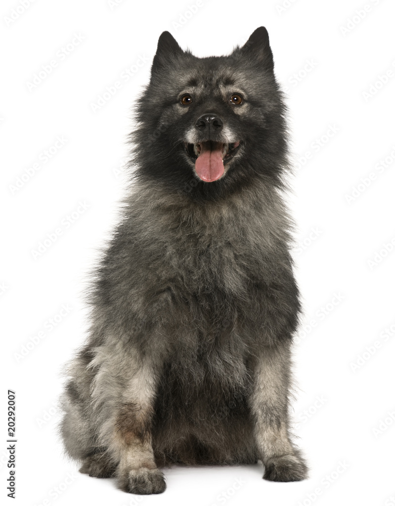 Spitz dog, 11 years old, sitting in front of white background Spitz dog, 11 years old, sitting in front of white background