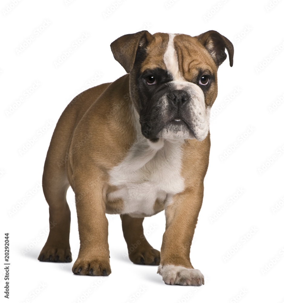 English bulldog puppy, standing in front of white background