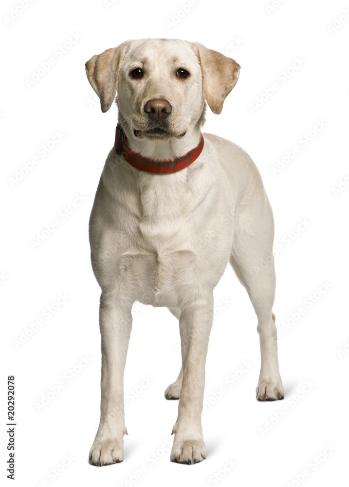 Labrador standing in front of white background, studio shot