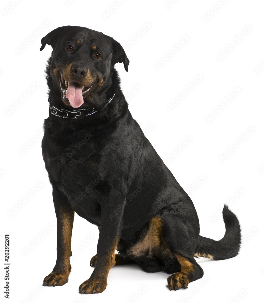 Beauceron dog, sitting in front of white background