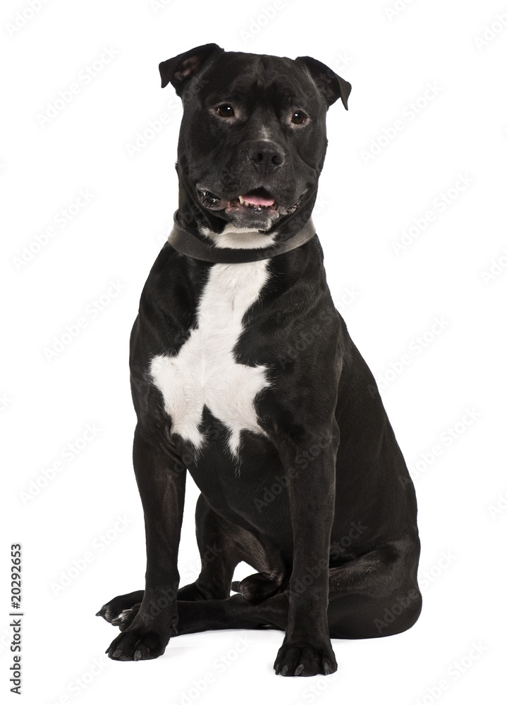 Fototapeta premium Staffordshire bull terrier, sitting in front of white background