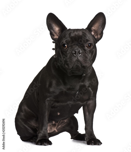 French bulldog, sitting in front of white background © Eric Isselée
