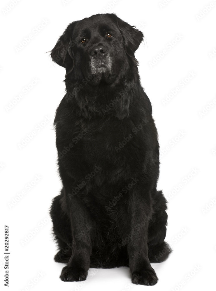 Obraz premium Newfoundland dog, sitting in front of white background