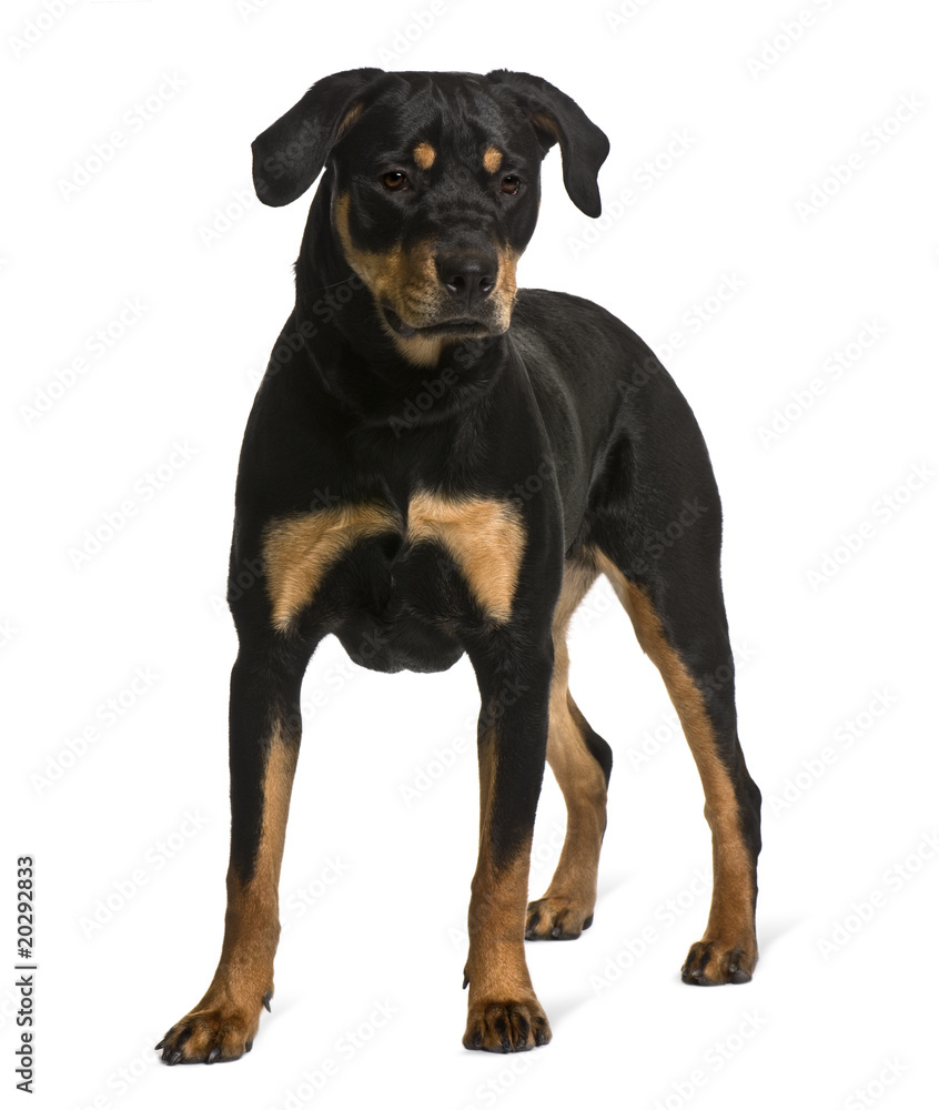 Rottweiler, standing in front of white background Rottweiler, standing in front of white background