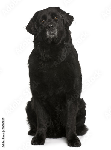 Fototapeta Naklejka Na Ścianę i Meble -  Newfoundland dog, sitting in front of white background