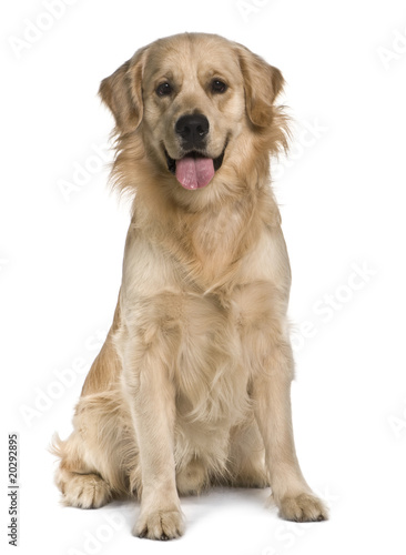 Labrador, sitting in front of white background © Eric Isselée