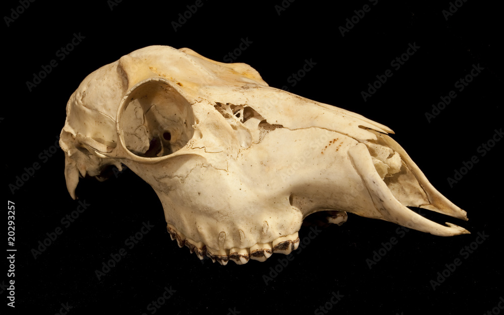 Skull of a female roe Capreolus capreolus on black background Skull of a female roe Capreolus capreolus on black background