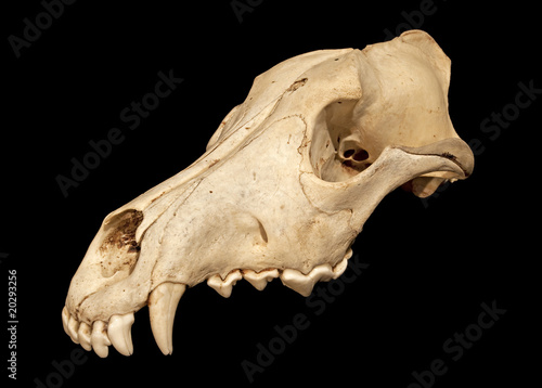 Skull of a wolf (Canis lupus), 3/4 view, on black background