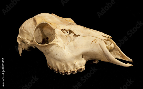 Skull of a female roe Capreolus capreolus on black background