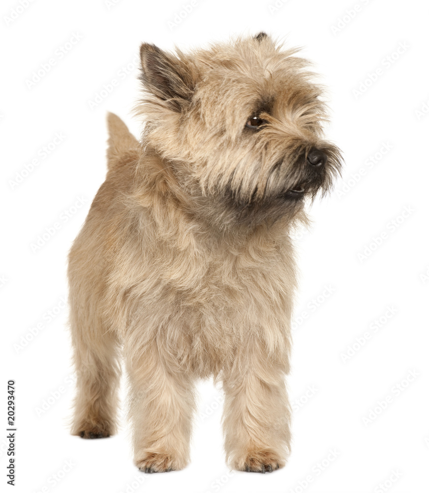 Cairn Terrier, standing in front of white background Cairn Terrier, standing in front of white background