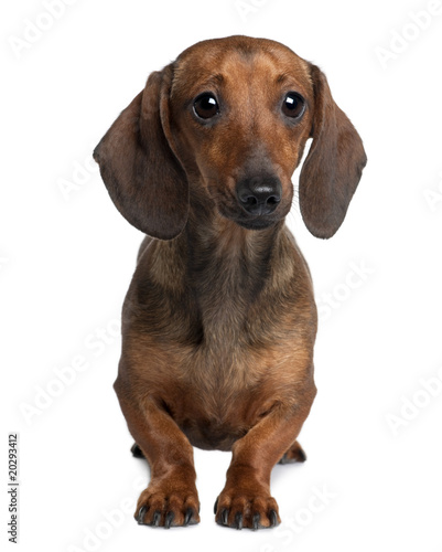 Dachshund, sitting in front of white background © Eric Isselée
