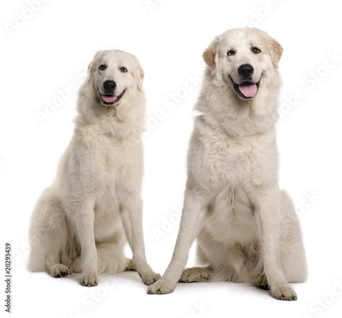 Two Great Pyreness or Pyrenean Mountain Dogs, sitting