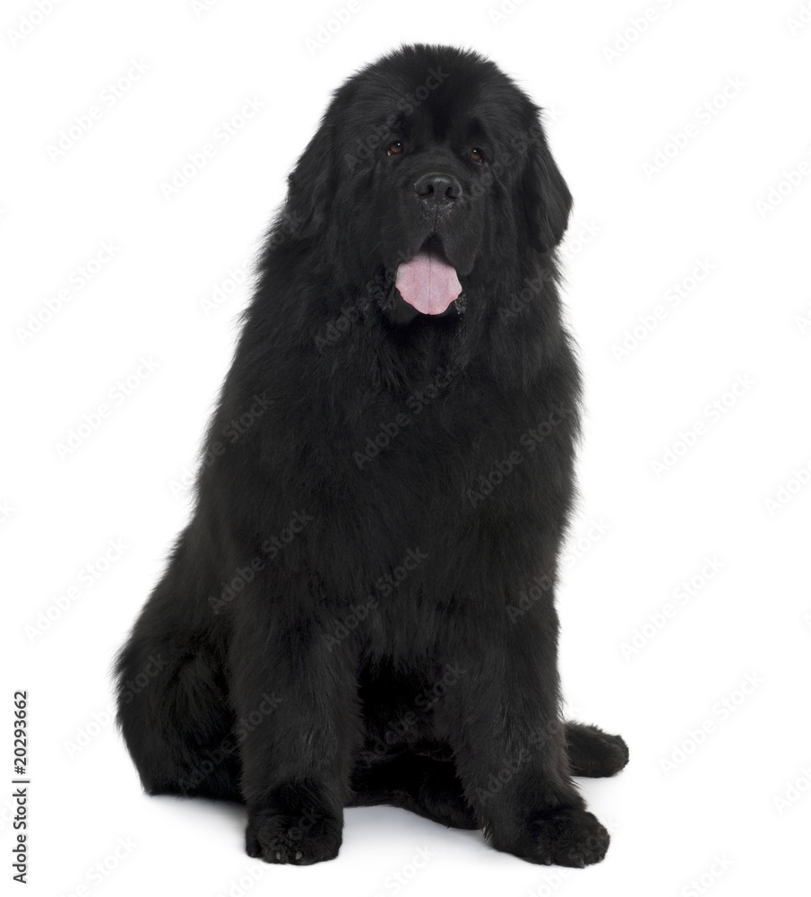 Black Newfoundland dog sitting in front of white background