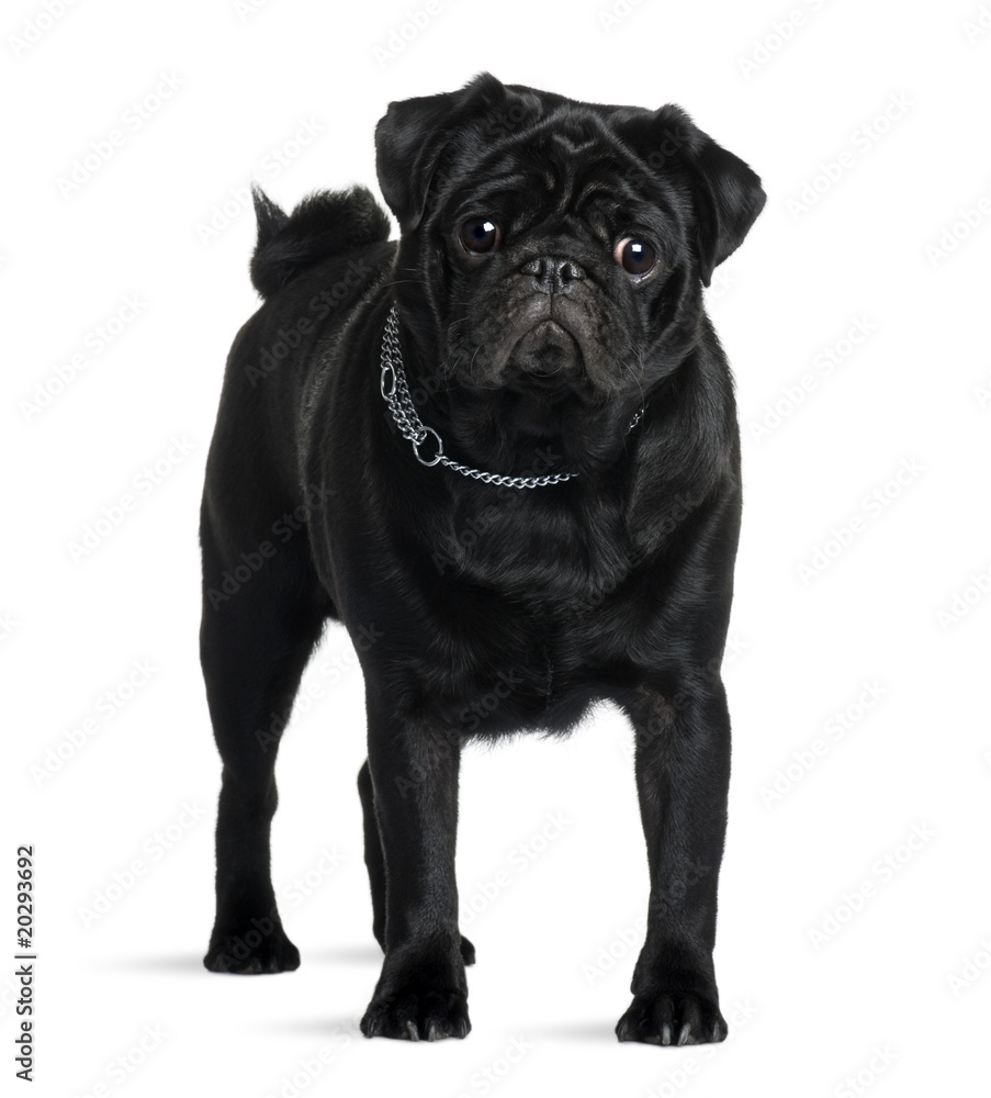 Pug, 1 year old, standing in front of white background Pug, 1 year old, standing in front of white background