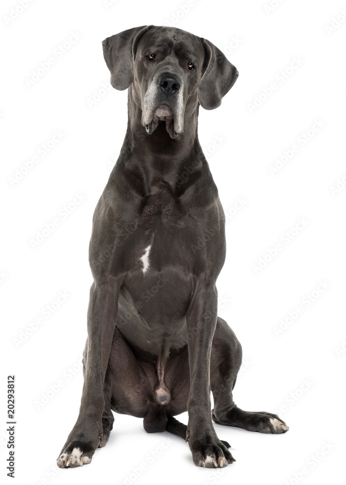 Great Dane, 3 years old, sitting in front of white background
