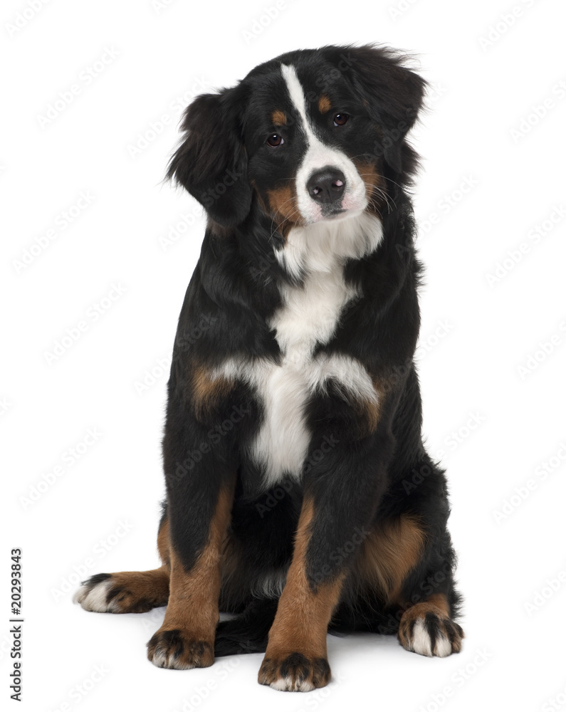 Bernese mountain dog puppy, sitting against white background