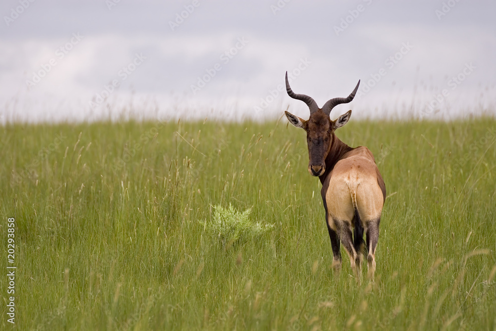 hartebeest hartebeest