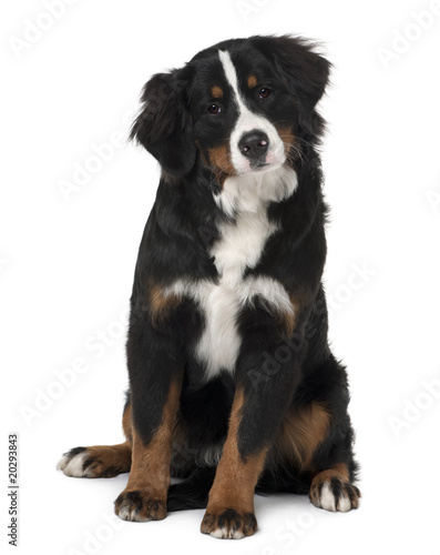 Bernese mountain dog puppy, sitting against white background